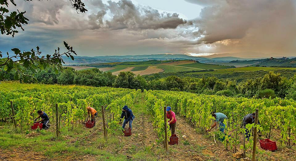 Harvest_Poggio al Vento.jpg [125.94 KB]