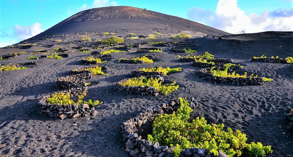 Vin fra Lanzarote er det neste hotte: vær blant de første til å sikre deg disse unike vinene