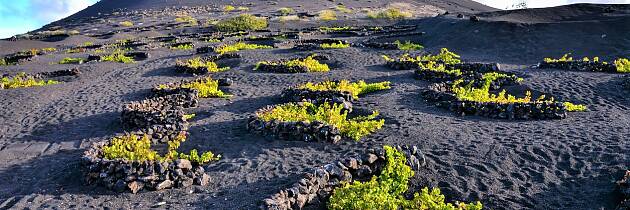 Vin fra Lanzarote er det neste hotte: vær blant de første til å sikre deg disse unike vinene