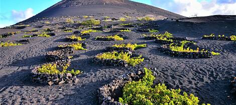 Vin fra Lanzarote er det neste hotte: vær blant de første til å sikre deg disse unike vinene