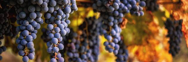 Fordyp deg i sangiovesedruens kvaliteter med Master of Wine Sebastian Bredal