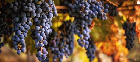 Fordyp deg i sangiovesedruens kvaliteter med Master of Wine Sebastian Bredal