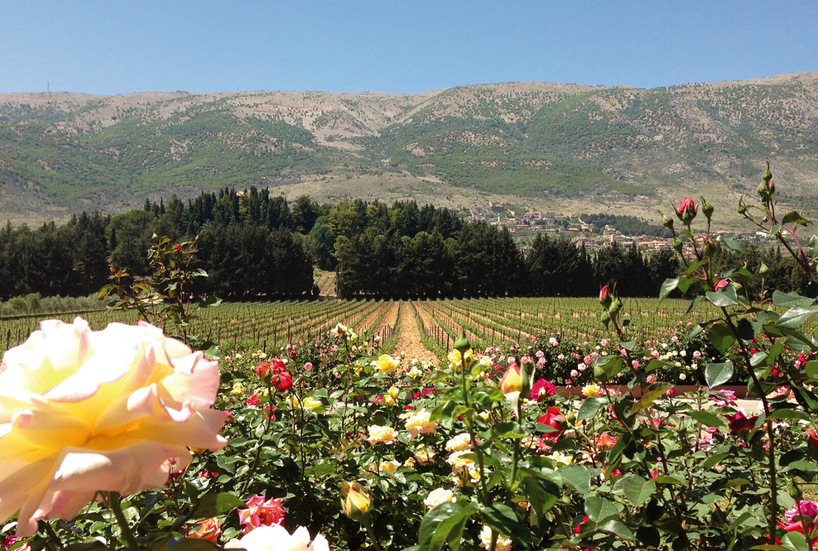 vineyard blooming.jpg [2.96 MB]