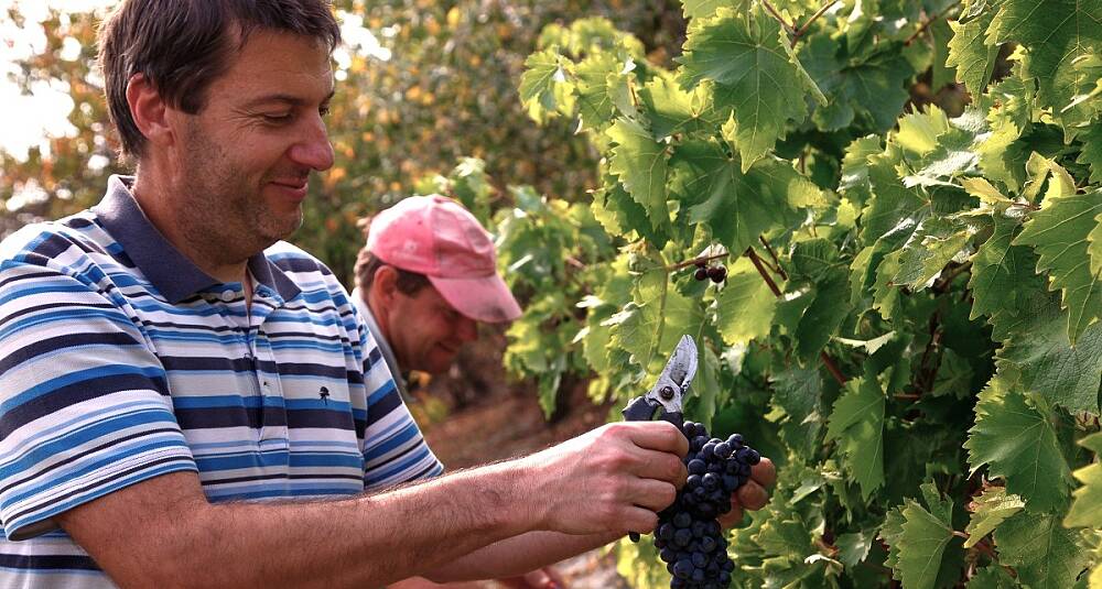 Beste kjøpet på spesialpolet: Denne vinbonden lager barbaresco til fantasipris