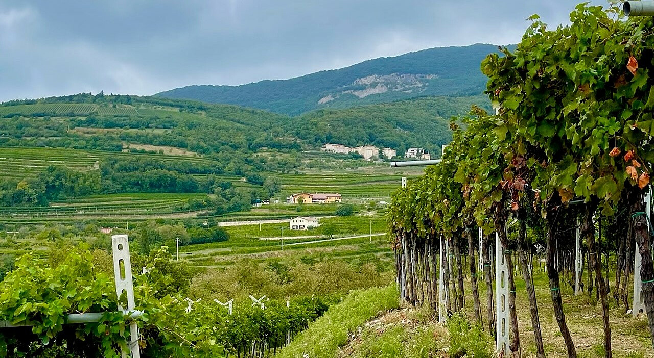Accordini har den høyestliggende vingården i FumaneKB]