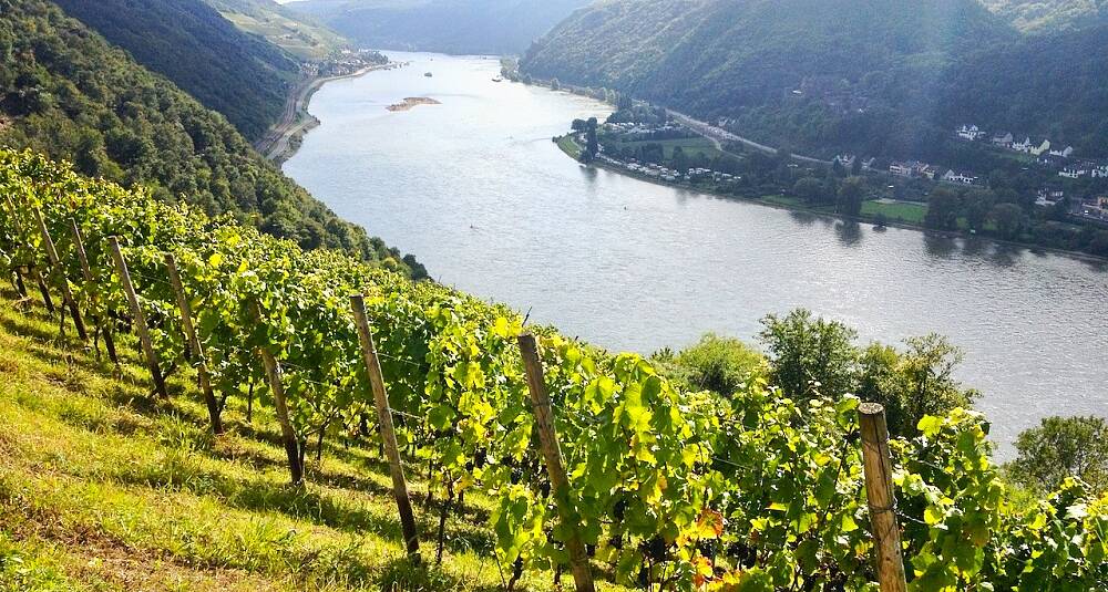 Pinot noir-kraftpakker fra Rheingaus bratte(ste) vinmarker