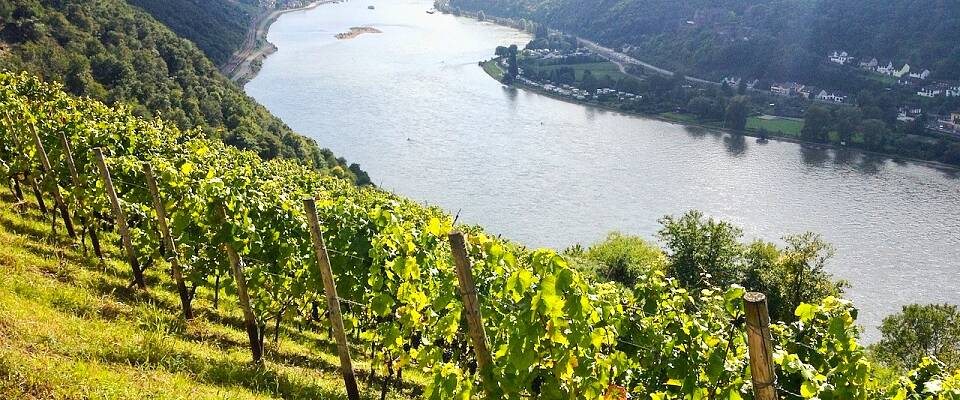 Pinot noir-kraftpakker fra Rheingaus bratte(ste) vinmarker