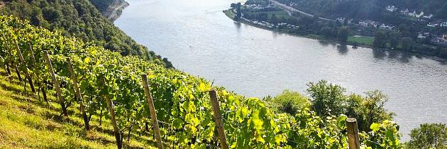 Pinot noir-kraftpakker fra Rheingaus bratte(ste) vinmarker