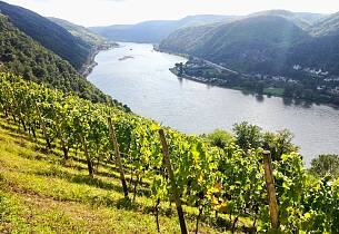 Pinot noir-kraftpakker fra Rheingaus bratte(ste) vinmarker