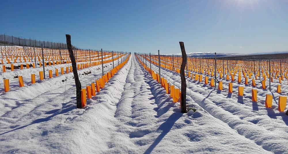 Dette er ikke det norske snaufjellet, men verdens sørligste vinmark hvor det lages ekstrem-pinot og chardonnay