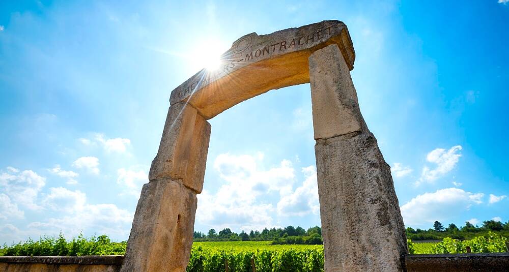 Sol og tørke truer verdens mest ettertraktede vinstil og Burgunds vinmarker