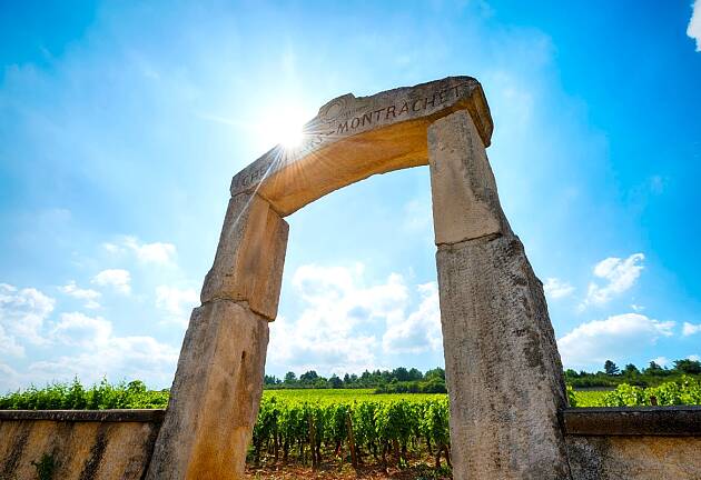 Sol og tørke truer verdens mest ettertraktede vinstil og Burgunds vinmarker