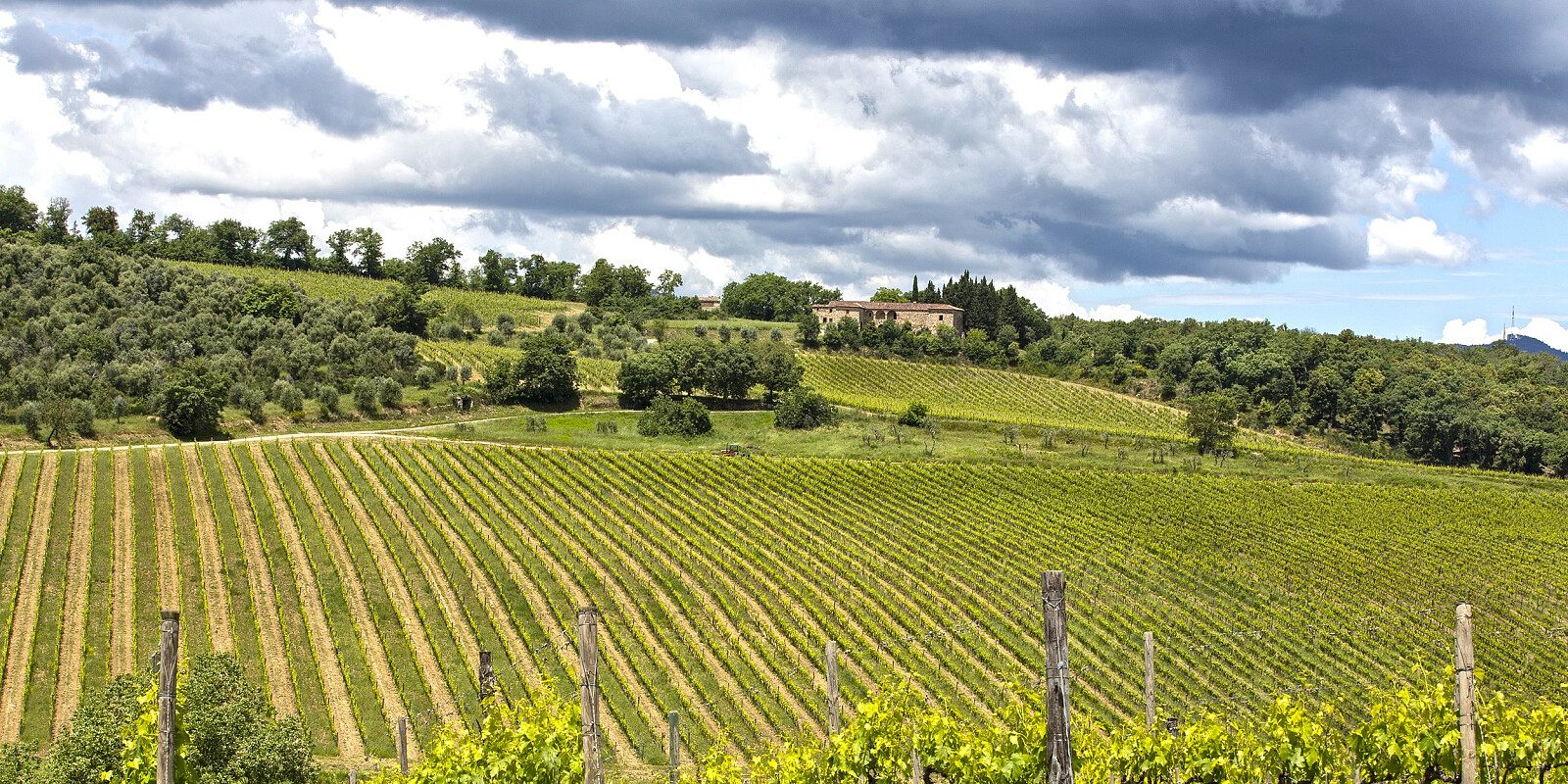 Rancia vinmark i nydelige Toscana