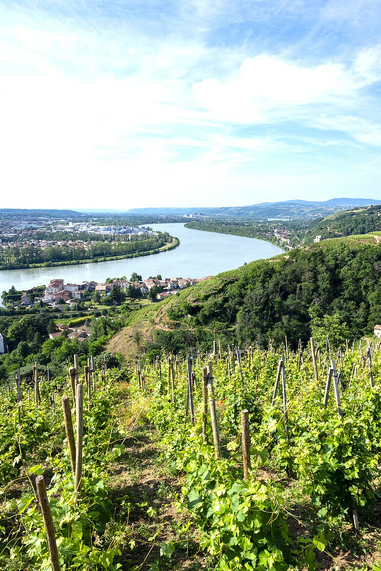 Vinmarker i vakre Rhône-dalen