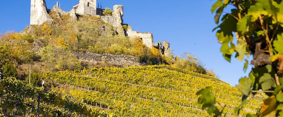 Grüner veltliner trives ikke bare i løssjordsmonn