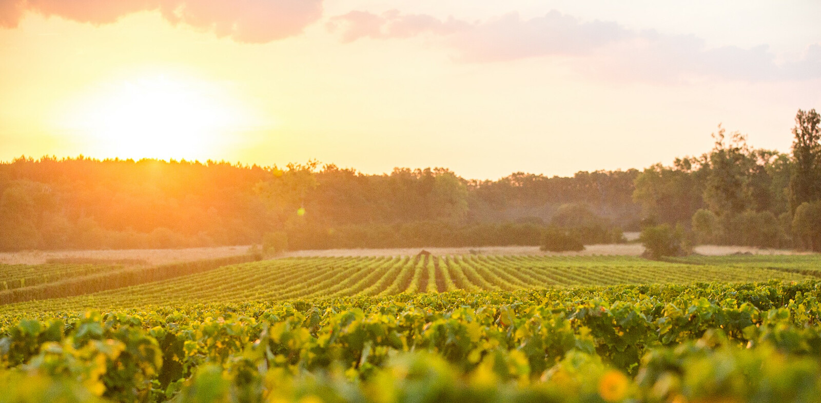 Vinmarker i solnedgang i vakre Bordeaux