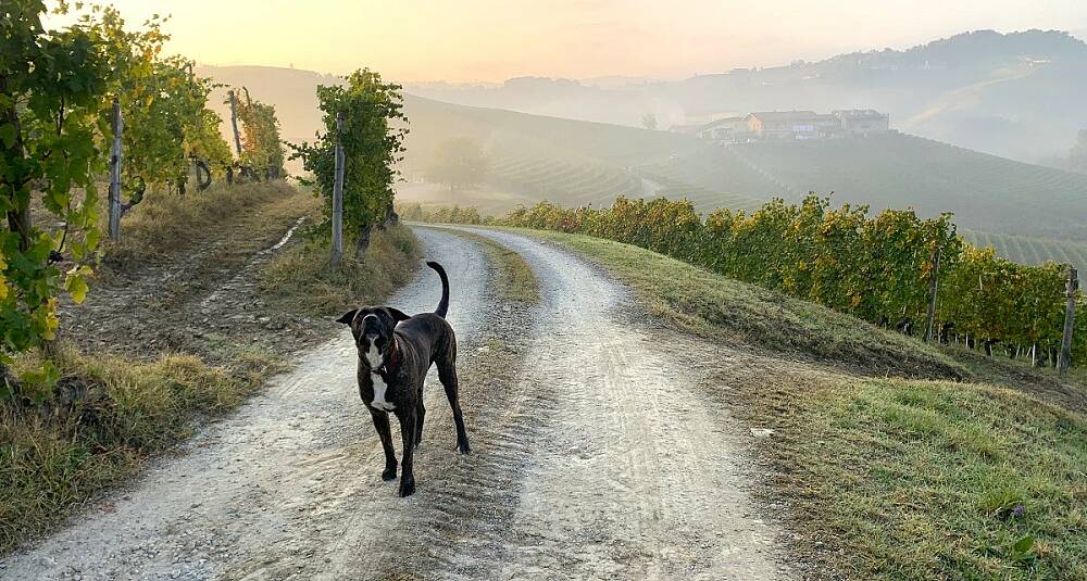 2018-årgangen i Barolo viser til fulle vinmakerens kompetanse