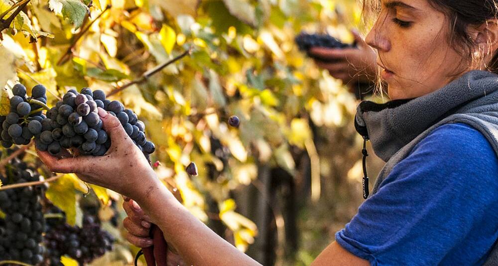 Start barolohøsten mykt med denne lekre langhe nebbiolo-en