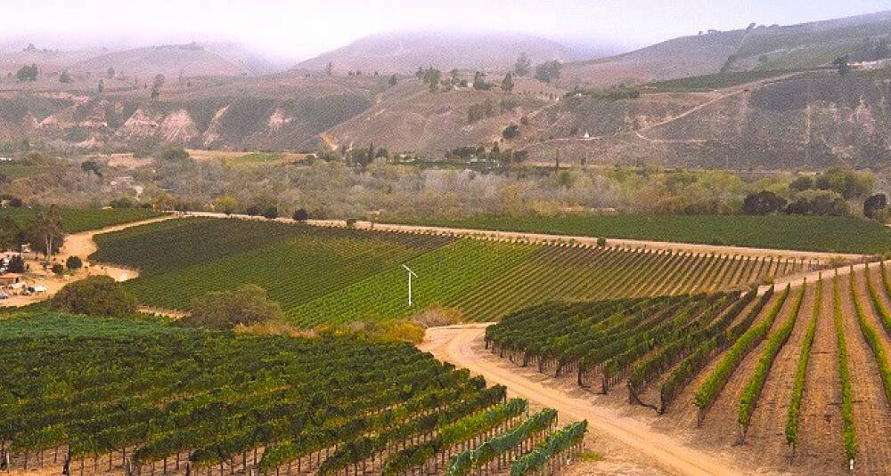 Denne vinen får druer fra to av Santa Barbaras mest ettertraktede vinmarker
