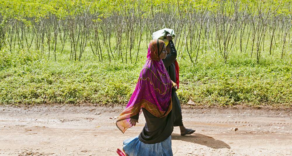 Om du lurer på hvor nellik kommer fra er det sannsynligvis Zanzibar