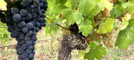 Alsace blir stadig rødere - forklaringen heter pinot noir