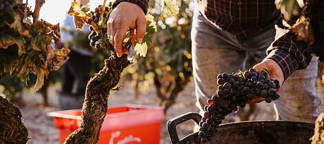 Smak Riojas legendariske viner