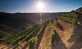 Dette skjer i Douros vinmarker: Opp i høyden og nesa vendt mot nord