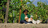Å lage vin på Etna er svært nær smertegrensen ifølge Marco de Grazia på Terre Nere