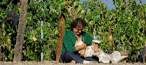 Å lage vin på Etna er svært nær smertegrensen ifølge Marco de Grazia på Terre Nere