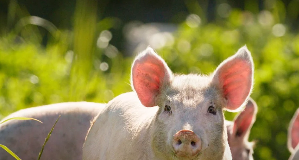 Glade fete griser gir ekstra god ribbe