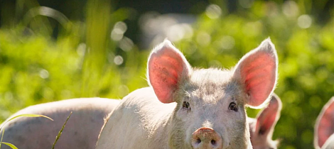 Glade fete griser gir ekstra god ribbe