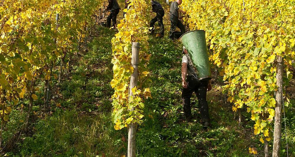 Sødmeeksperten Haart lager fantastiske viner fra Goldtröpfchen i Piesport