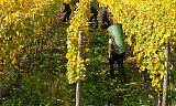 Sødmeeksperten Haart lager fantastiske viner fra Goldtröpfchen i Piesport