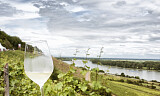 Vinsmaking i Trondheim 9. mai Smak noen av Mosels beste viner i Trondheim