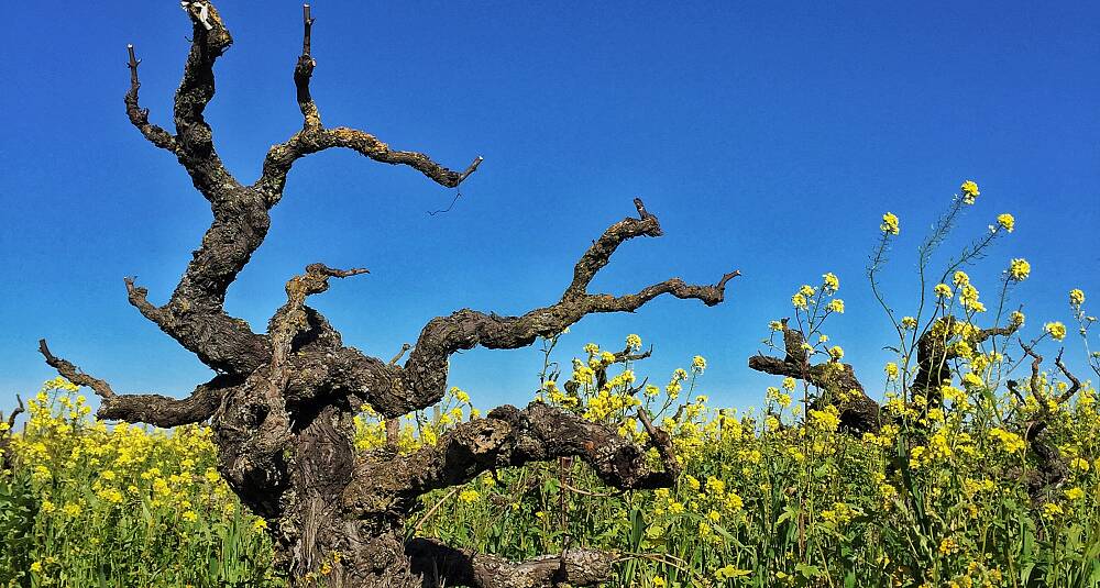 Motstrøms i California med andre druesorter enn pinot noir og chardonnay