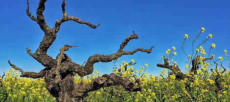 Motstrøms i California med andre druesorter enn pinot noir og chardonnay