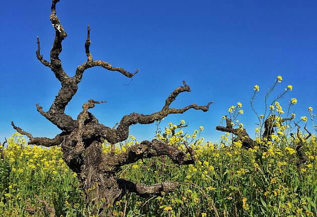 Motstrøms i California med andre druesorter enn pinot noir og chardonnay