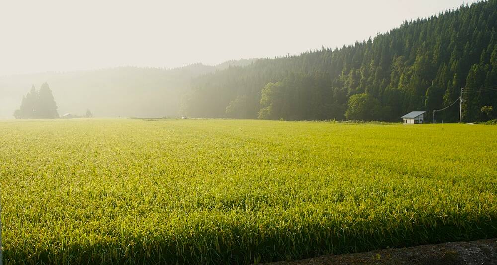 Om du tror sake mangler terroir-forskjeller, tro om igjen