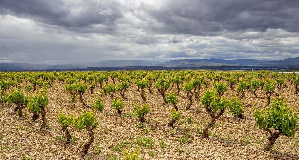 Navarra er mer enn rosé