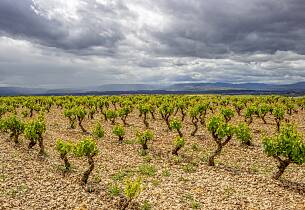 Navarra er mer enn rosé