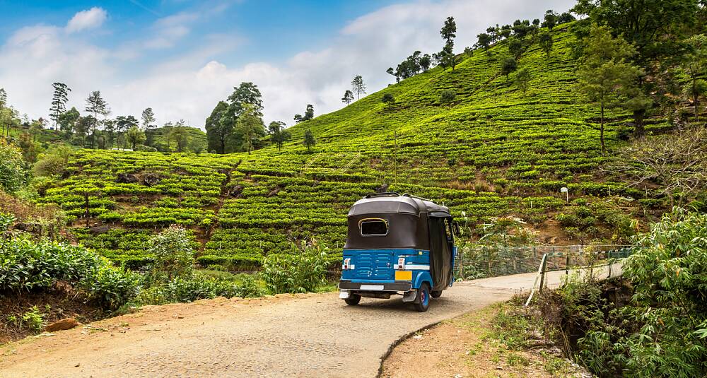 Te fra Sri Lanka er i grand cru-klassen