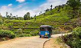 Te fra Sri Lanka er i grand cru-klassen