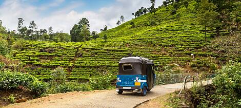 Te fra Sri Lanka er i grand cru-klassen