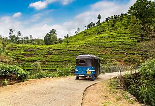 Te fra Sri Lanka er i grand cru-klassen