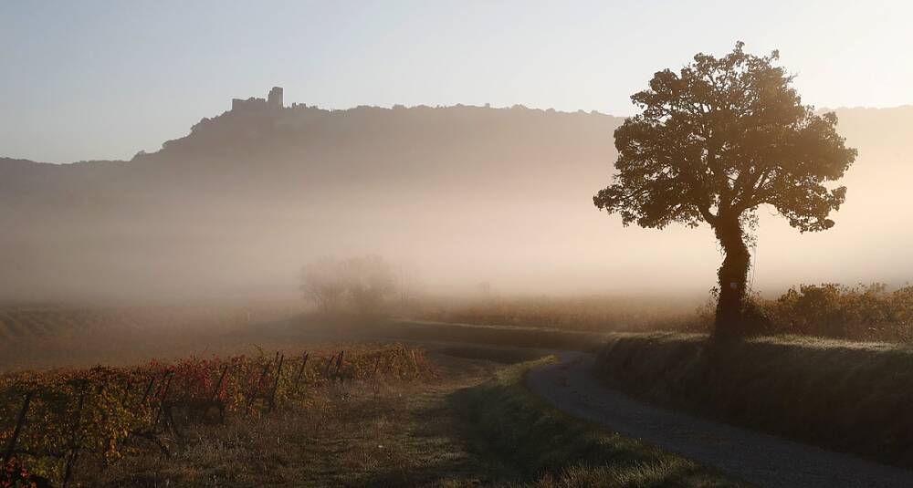 Vin fra Languedoc: Økende finesse og større dybde