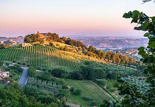 Verdicchio di Castelli di Jesi er topp vin som tidligere ble tappet i kitsch flaske