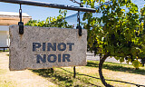 Utforsk 6 stiler pinot noir kombinert med småretter
