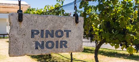 Utforsk 6 stiler pinot noir kombinert med småretter