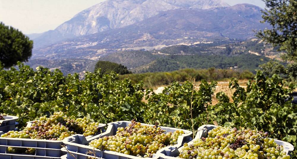Søtt kupp - vin fra Samos