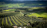Smak 7 strålende viner fra Montalcino - Toscanas grand cru